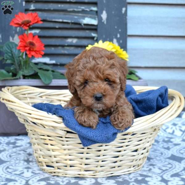 Granola, Cavapoo Puppy