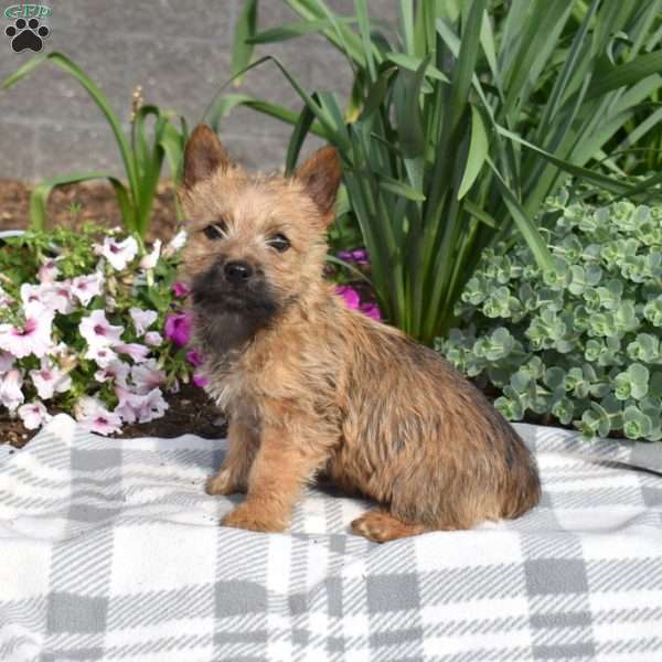 Granola, Cairn Terrier Puppy