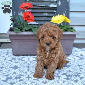 Granola, Cavapoo Puppy