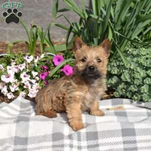 Granola, Cairn Terrier Puppy
