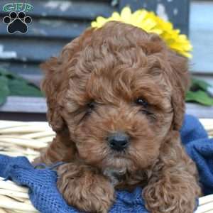 Granola, Cavapoo Puppy