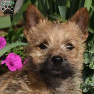 Granola, Cairn Terrier Puppy