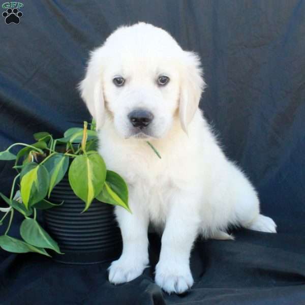 Grant, English Cream Golden Retriever Puppy