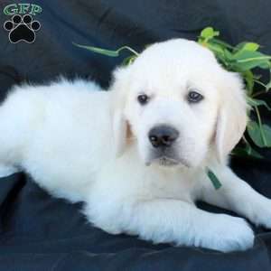 Grant, English Cream Golden Retriever Puppy