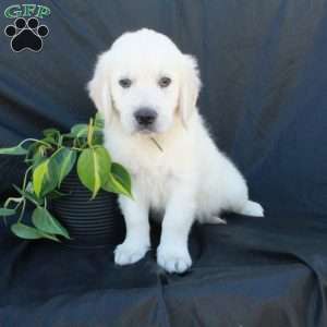 Grant, English Cream Golden Retriever Puppy