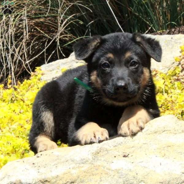 Greg, German Shepherd Puppy