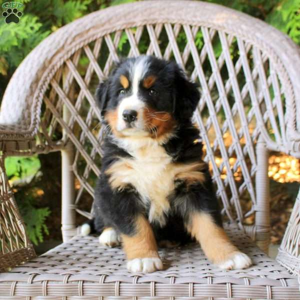Greg, Bernese Mountain Dog Puppy