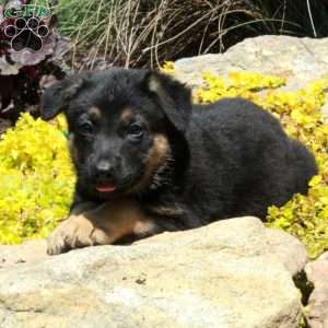 Greg, German Shepherd Puppy