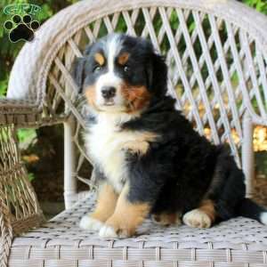 Greg, Bernese Mountain Dog Puppy