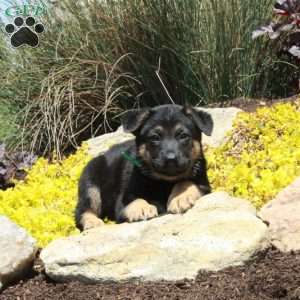 Greg, German Shepherd Puppy