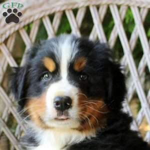 Greg, Bernese Mountain Dog Puppy