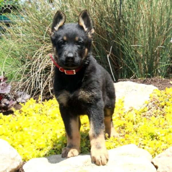 Greta, German Shepherd Puppy