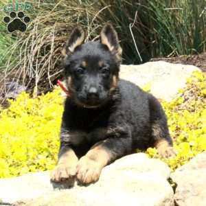 Greta, German Shepherd Puppy