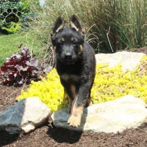Greta, German Shepherd Puppy