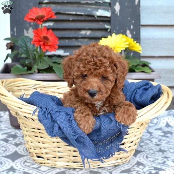 Griffin, Cavapoo Puppy