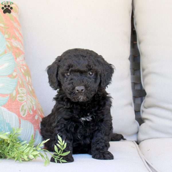 Griffin, Bich-Poo Puppy