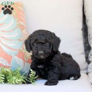 Griffin, Bich-Poo Puppy