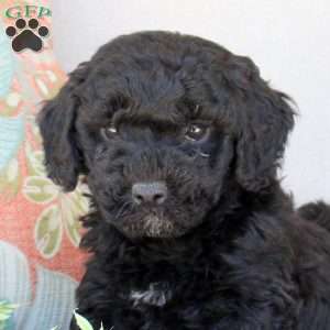 Griffin, Bich-Poo Puppy