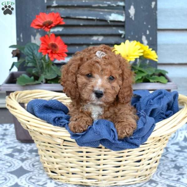 Grits, Cavapoo Puppy