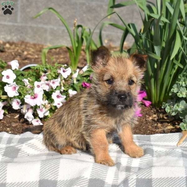 Grits, Cairn Terrier Puppy