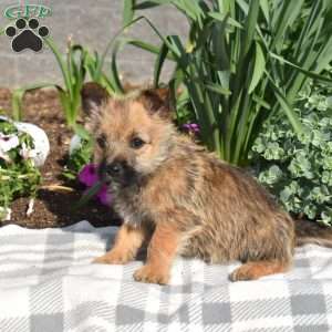 Grits, Cairn Terrier Puppy