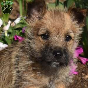 Grits, Cairn Terrier Puppy