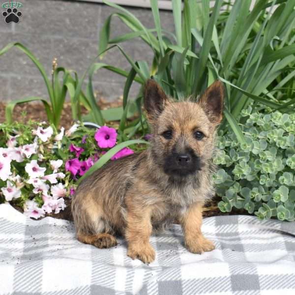 Grizzly, Cairn Terrier Puppy