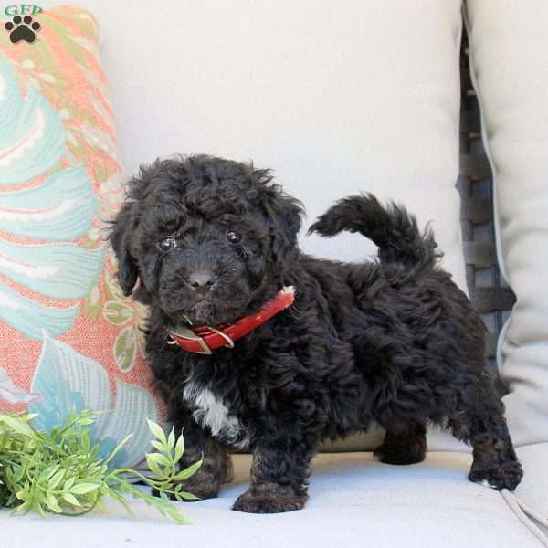 Grizzly, Bich-Poo Puppy