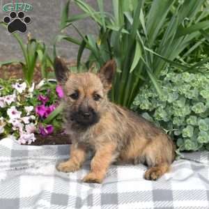 Grizzly, Cairn Terrier Puppy