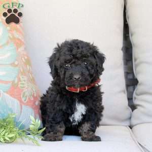 Grizzly, Bich-Poo Puppy