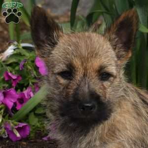 Grizzly, Cairn Terrier Puppy