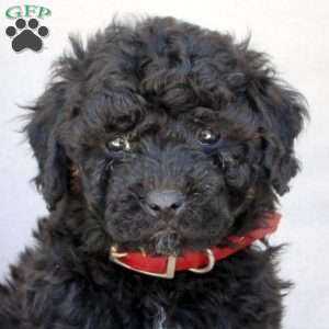 Grizzly, Bich-Poo Puppy