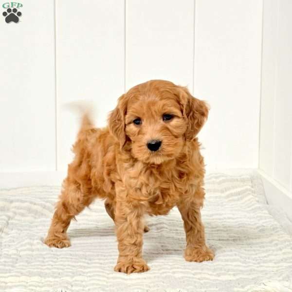 Gumdrop, Mini Goldendoodle Puppy