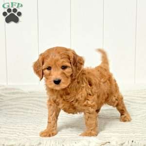 Gumdrop, Mini Goldendoodle Puppy