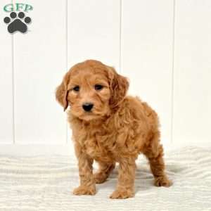 Gumdrop, Mini Goldendoodle Puppy