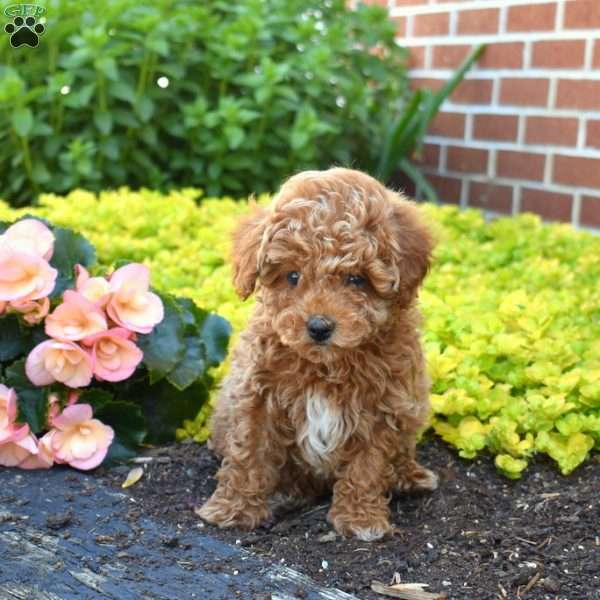 Gus, Cavapoo Puppy