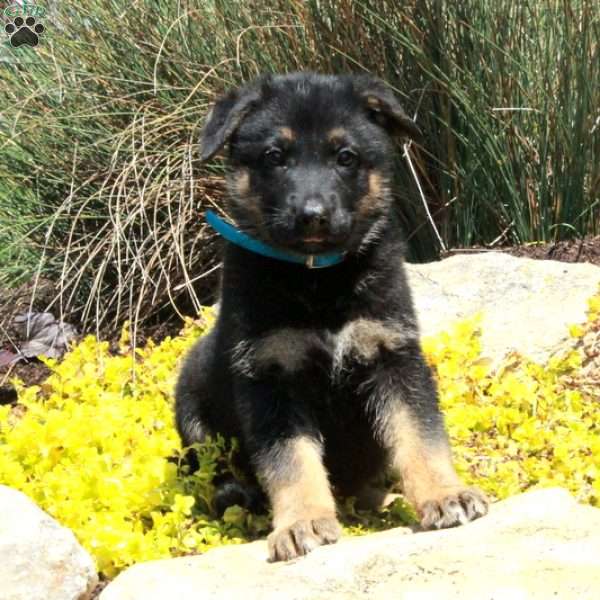 Gus, German Shepherd Puppy