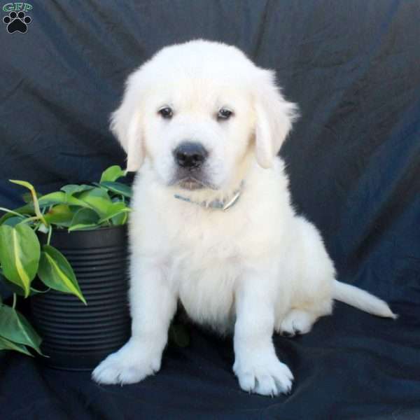 Gus, English Cream Golden Retriever Puppy