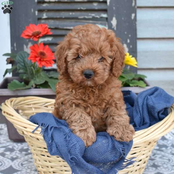 Gus, Cavapoo Puppy