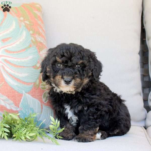 Gus, Bich-Poo Puppy