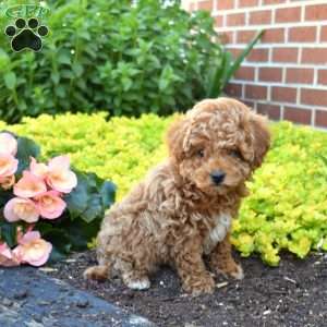 Gus, Cavapoo Puppy