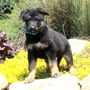 Gus, German Shepherd Puppy