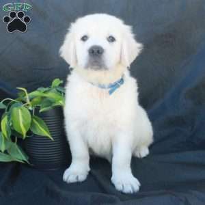 Gus, English Cream Golden Retriever Puppy