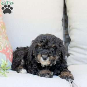 Gus, Bich-Poo Puppy