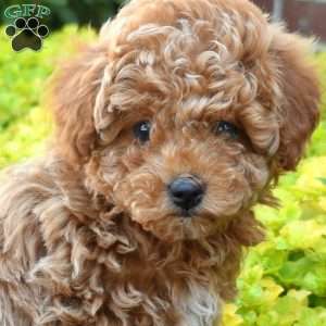 Gus, Cavapoo Puppy