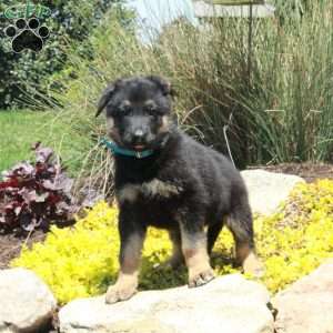 Gus, German Shepherd Puppy