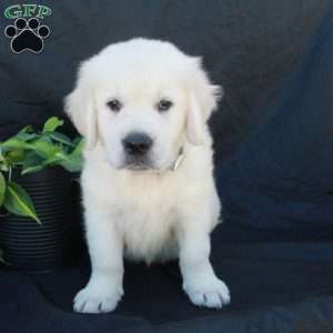 Gus, English Cream Golden Retriever Puppy