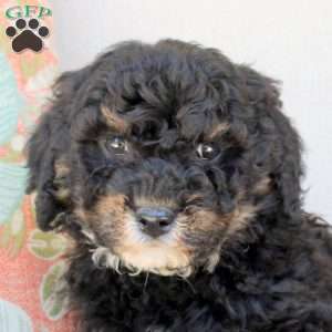 Gus, Bich-Poo Puppy
