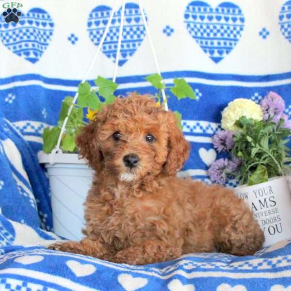 Gwen, Miniature Poodle Puppy
