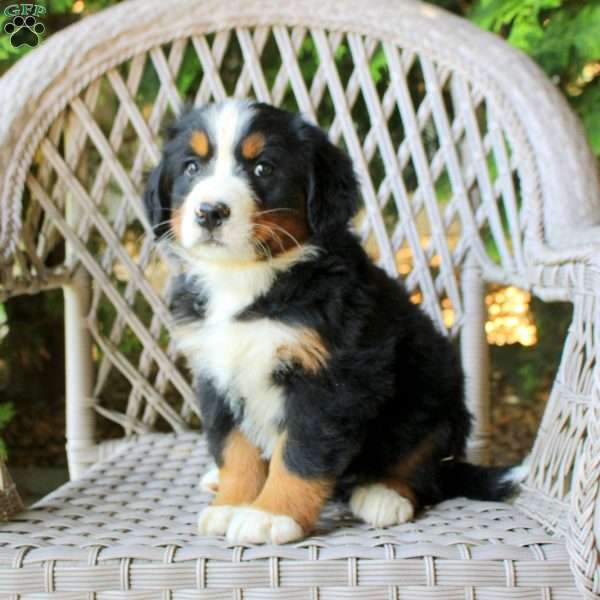 Gwen, Bernese Mountain Dog Puppy